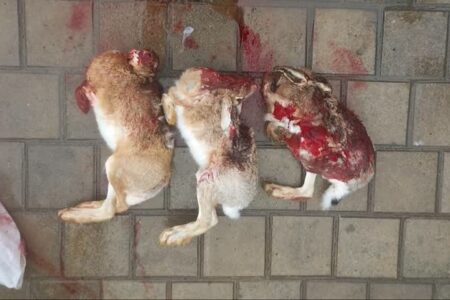 شکارچی غیرمجاز در بهار دستگیر شد