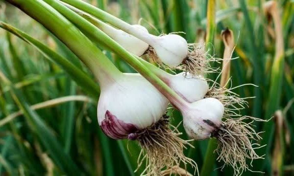 موسیر همدان راهی صنایع بزرگ کشاورزی می‌شود