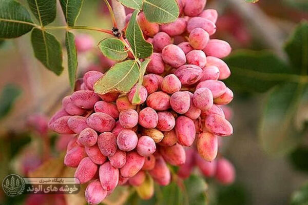 توسعه باغ‌های پسته در همدان؛ سطح زیرکشت به ۴۰۴ هکتار رسید