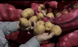 نقش محوری شبکه تعاون روستایی همدان در تأمین روزانه بیش از ۱۰۰ تن سیب‌زمینی برای بازار تهران