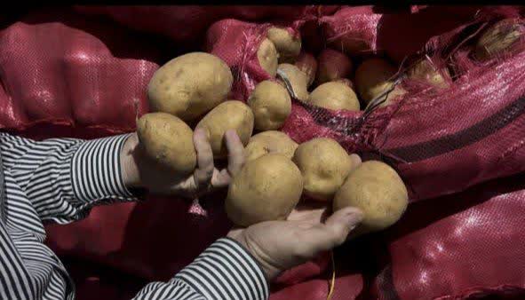  نقش محوری شبکه تعاون روستایی همدان در تأمین روزانه بیش از ۱۰۰ تن سیب‌زمینی برای بازار تهران