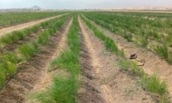 کشت مارچوبه؛ گامی برای توسعه محصولات کم‌آب‌بر در همدان