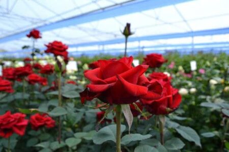 سرمایه‌گذاری یک‌ونیم همتی برای احداث شهرک تخصصی گلخانه گل شاخه‌بریده در اسدآباد
